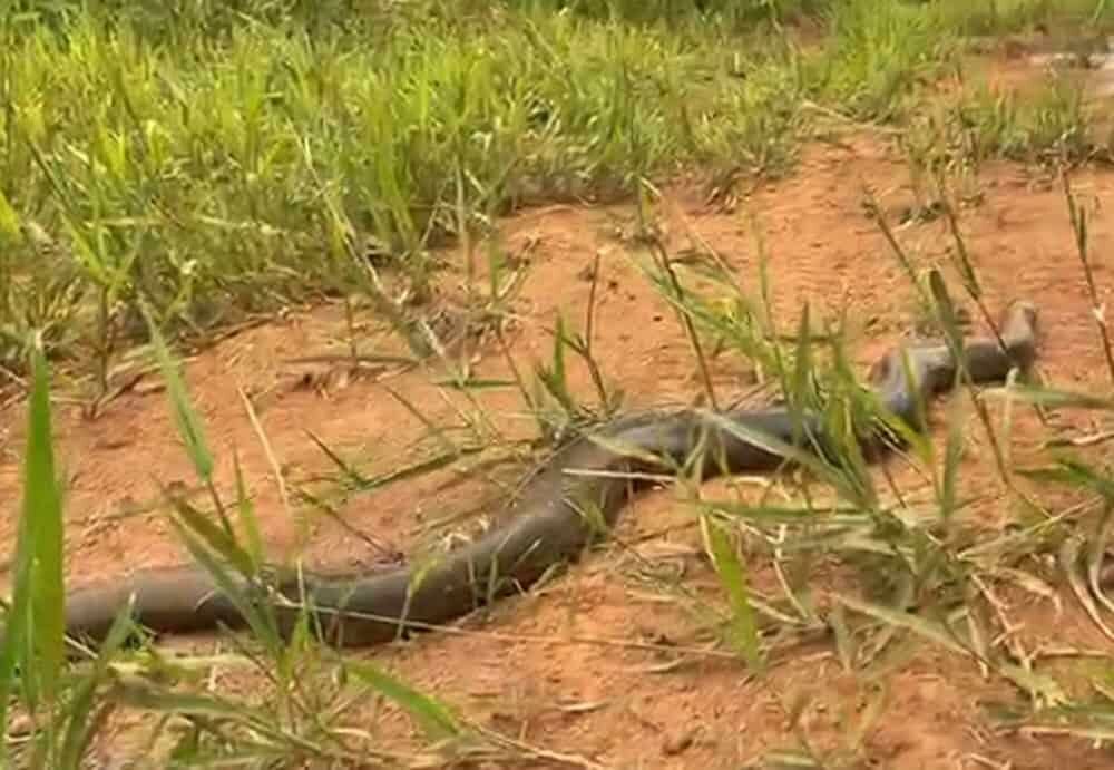 Imagem de compartilhamento para o artigo Sucuri é resgatada após ameaçar animais domésticos em São Gabriel do Oeste da MS Todo dia